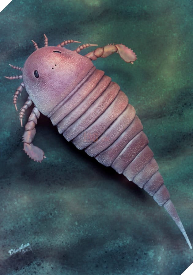 Phát hiện hoá thạch bọ biển cổ đại, 450 triệu năm tuổi tại Trung Quốc