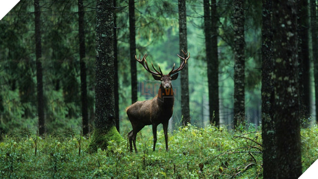 Adobe Photoshop trình làng công cụ tạo hình ảnh bằng AI 