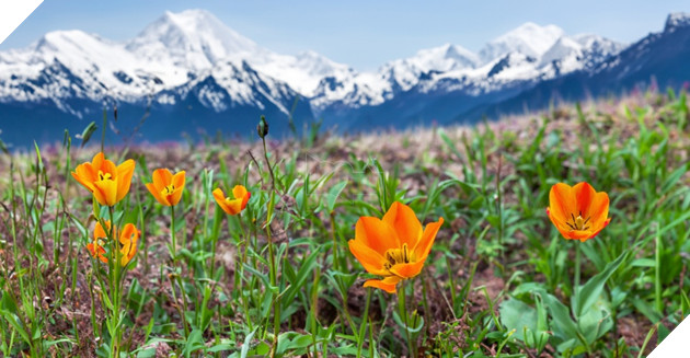 Adobe Photoshop trình làng công cụ tạo hình ảnh bằng AI 