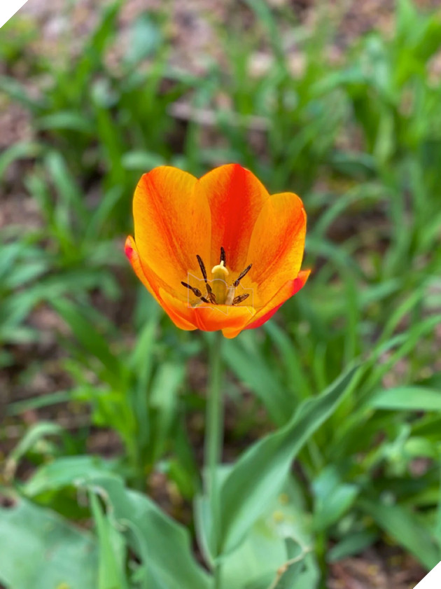 Adobe Photoshop trình làng công cụ tạo hình ảnh bằng AI 