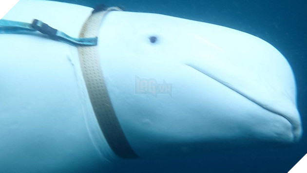 "Cá voi do thám" của Nga xuất hiện tại bờ biển Thuỳ Điển