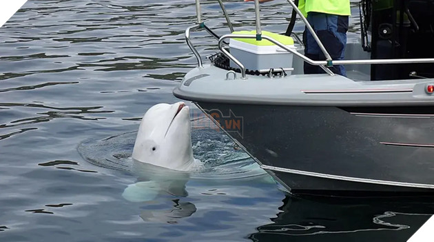 "Cá voi do thám" của Nga xuất hiện tại bờ biển Thuỳ Điển