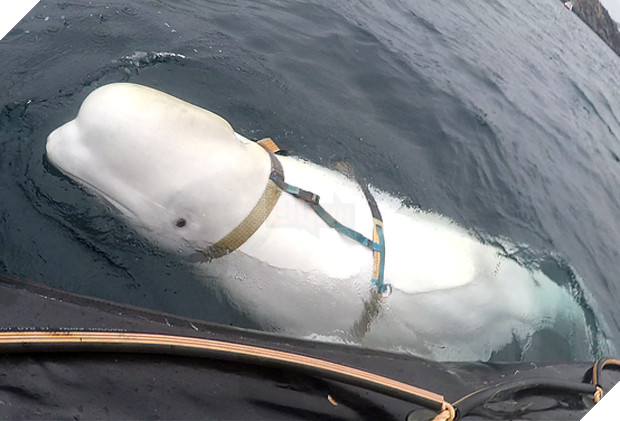 "Cá voi do thám" của Nga xuất hiện tại bờ biển Thuỳ Điển