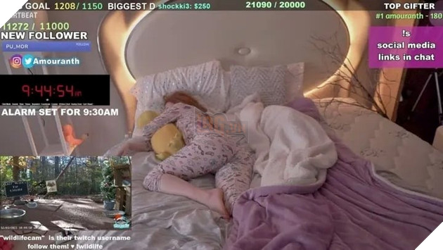 Chỉ cần livestream đi ngủ, nữ streamer hot nhất Twitch thu về hơn 200 triệu đồng trong vài giờ