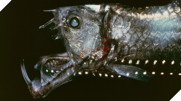 Vì sao những loài sinh vật ngự trị dưới đại dương lại có những đặc điểm kỳ dị?