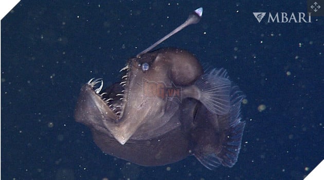 Vì sao những loài sinh vật ngự trị dưới đại dương lại có những đặc điểm kỳ dị?