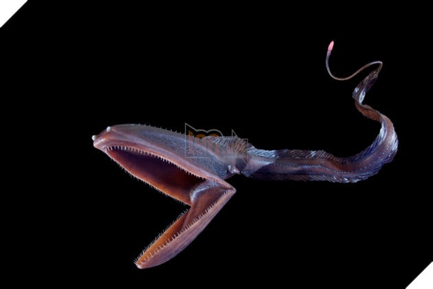 Vì sao những loài sinh vật ngự trị dưới đại dương lại có những đặc điểm kỳ dị?