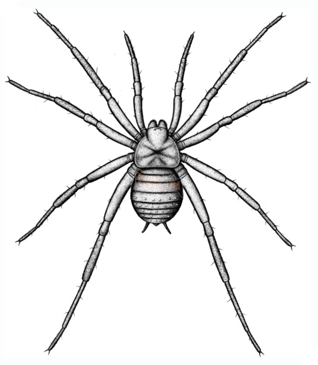 Phát hiện hoá thạch 310 triệu năm tuổi của loài nhện cổ đại tại Đức