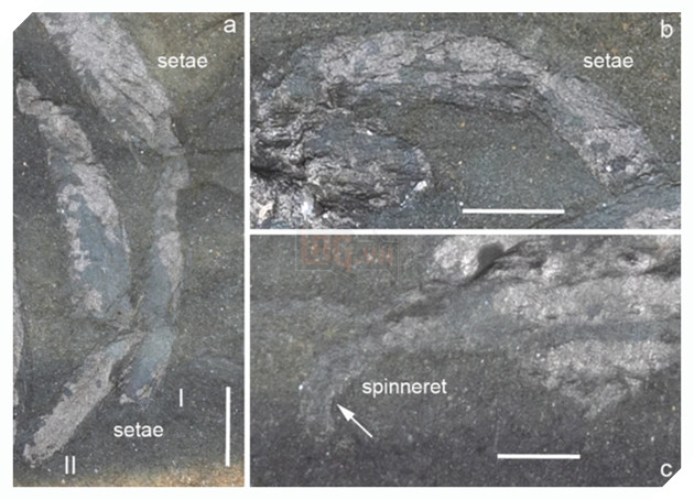 Phát hiện hoá thạch 310 triệu năm tuổi của loài nhện cổ đại tại Đức