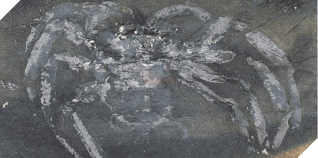 Phát hiện hoá thạch 310 triệu năm tuổi của loài nhện cổ đại tại Đức