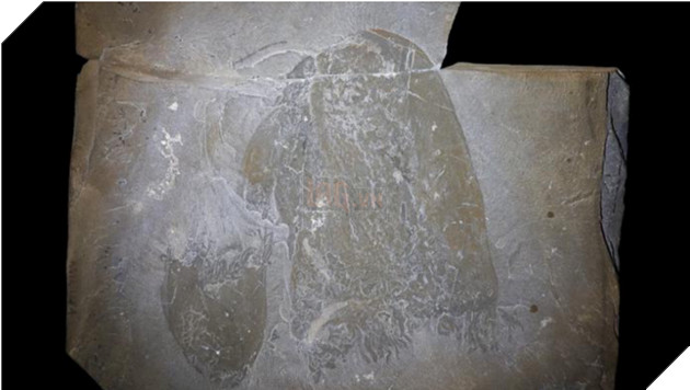 Phát hiện loài sứa cổ đại 505 triệu năm tuổi, có hình dáng như Medusa thần thoại 2