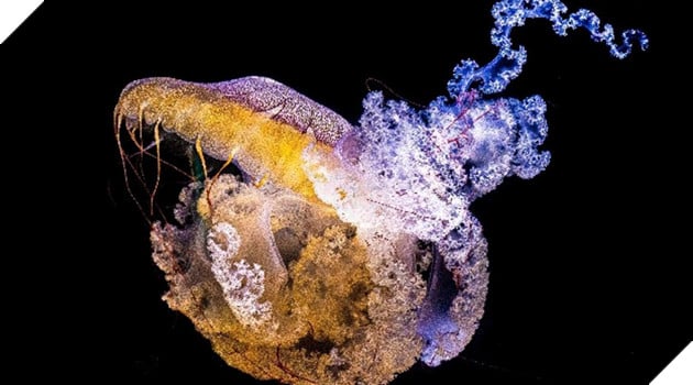 Phát hiện loài sứa cổ đại 505 triệu năm tuổi, có hình dáng như Medusa thần thoại