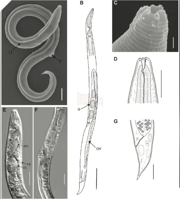 Nghiên cứu mới giúp hồi sinh loài giun cổ đại bị chôn vùi dưới lớp băng 46.000 năm