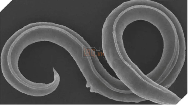 Nghiên cứu mới giúp hồi sinh loài giun cổ đại bị chôn vùi dưới lớp băng 46.000 năm