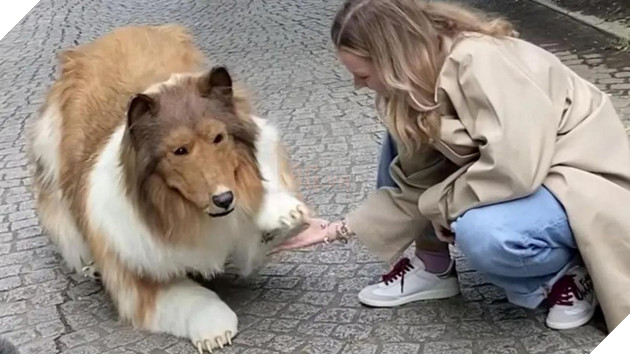 Người đàn ông được dắt đi dạo trong trang phục chó collie với giá hơn 350 triệu đồng
