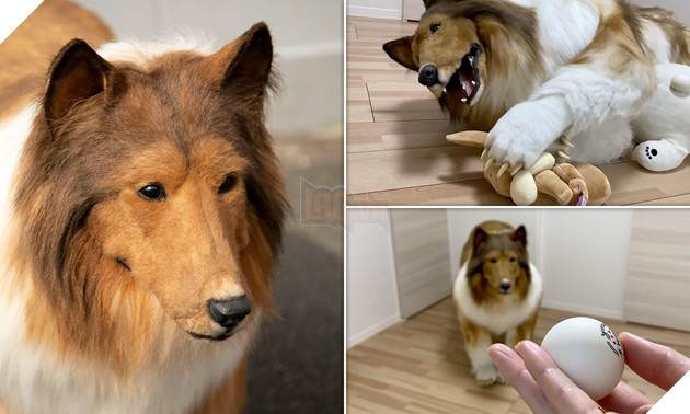 Người đàn ông được dắt đi dạo trong trang phục chó collie với giá hơn 350 triệu đồng 2