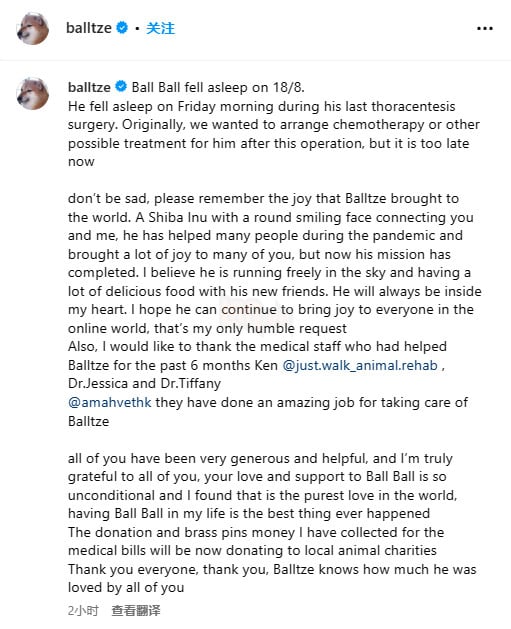 Meme Cheems - Chú chó meme nổi tiếng khắp mạng xã hội đã qua đời 3