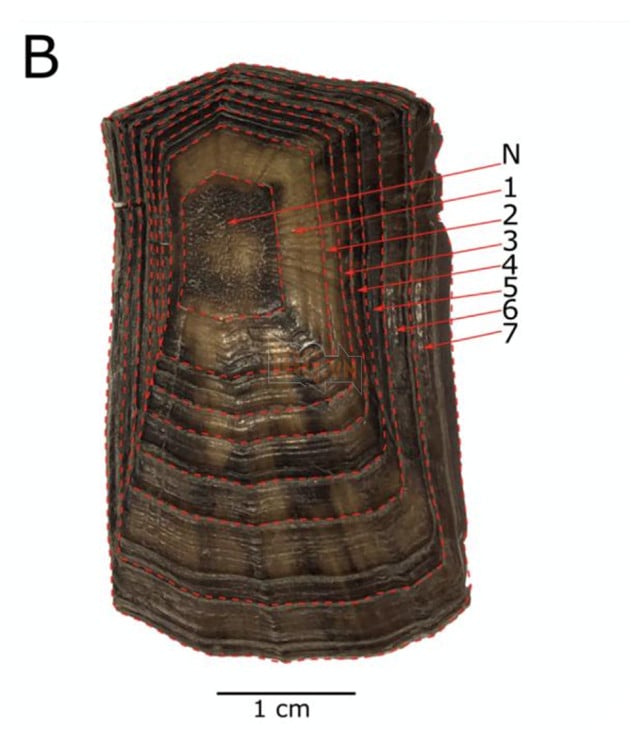 Mai rùa có thể lưu giữ "tàn tích" bom hạt nhân sau Chiến tranh Thế giới thứ II
