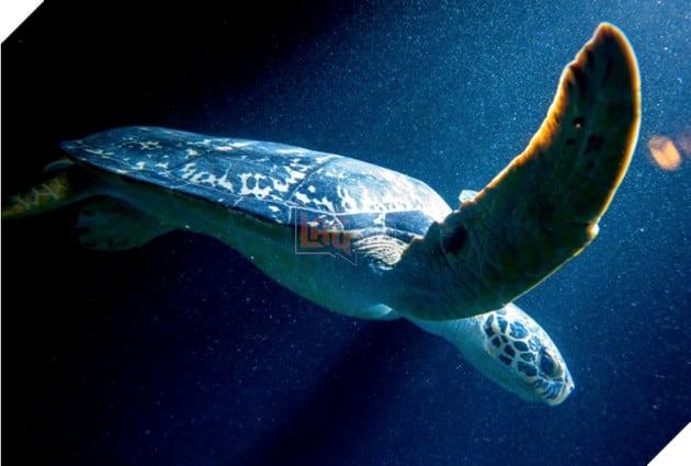 Mai rùa có thể lưu giữ "tàn tích" bom hạt nhân sau Chiến tranh Thế giới thứ II