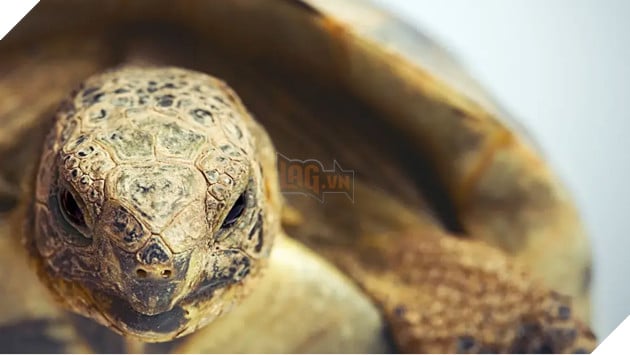 Mai rùa có thể lưu giữ "tàn tích" bom hạt nhân sau Chiến tranh Thế giới thứ II