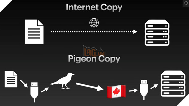 Chim bồ câu có thể truyền dữ liệu nhanh hơn cáp quang không? 