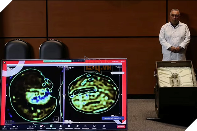 Hoá thạch 1.000 năm tuổi "người ngoài hành tinh" được trưng bày tại Mexico