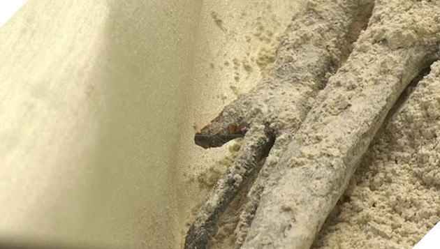 Hoá thạch 1.000 năm tuổi "người ngoài hành tinh" được trưng bày tại Mexico