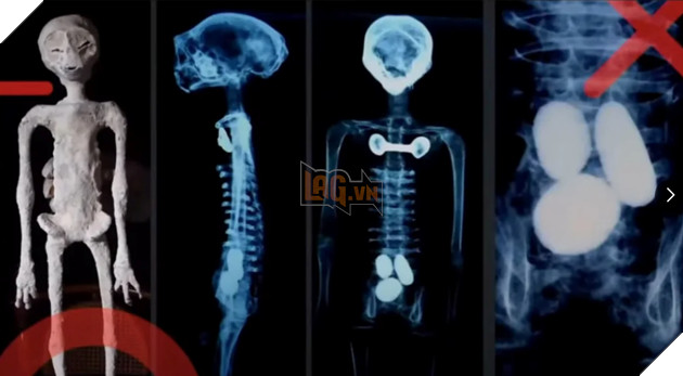 Hoá thạch 1.000 năm tuổi "người ngoài hành tinh" được trưng bày tại Mexico