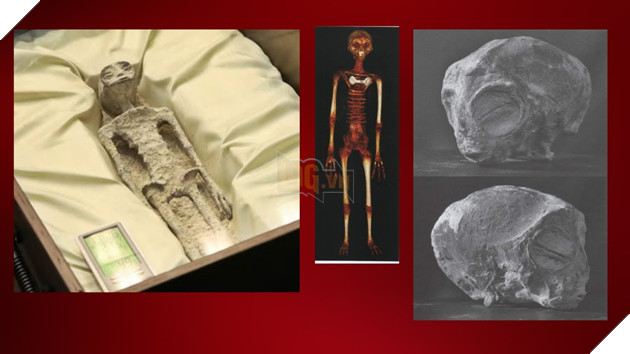 Hoá thạch 1.000 năm tuổi "người ngoài hành tinh" được trưng bày tại Mexico