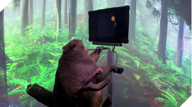 Mặt tối kinh hoàng đằng sau những thử nghiệm cấy ghép não lên khỉ của Elon Musk