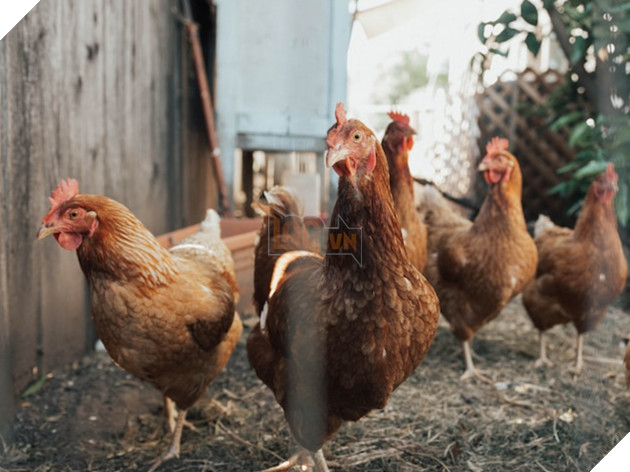  Trí tuệ nhân tạo (AI) có thể hiểu được "tiếng gà" với độ chính xác 80%