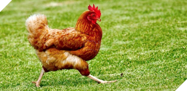  Trí tuệ nhân tạo (AI) có thể hiểu được "tiếng gà" với độ chính xác 80%