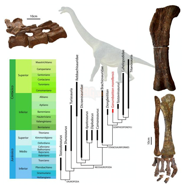 Phát hiện loài khủng long cổ dài mới từ hoá thạch 122 triệu năm