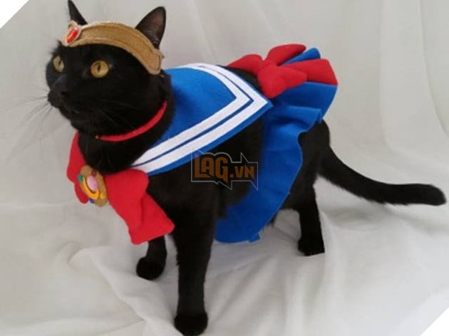 mèo cosplay thủy thủ mặt trăng