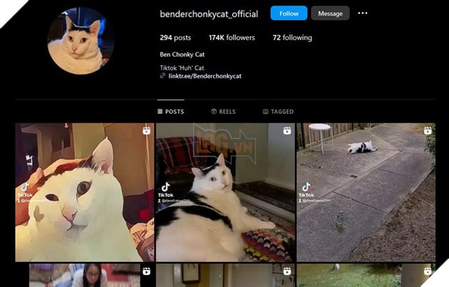 Meme Mèo Huh? là gì và có nguồn gốc từ chú mèo có thật ở đâu? 2