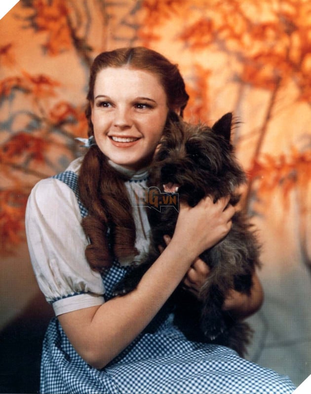  TOP những người bạn bốn chân được yêu thích nhất màn ảnh Phần 1  2