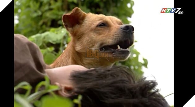  TOP những người bạn bốn chân được yêu thích nhất màn ảnh Phần 1  6