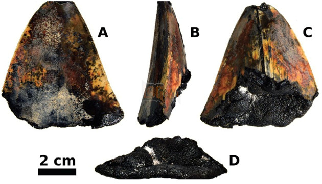 Răng của siêu cá mập Megalodon 3,5 triệu năm tuổi được tìm thấy dưới đại dương