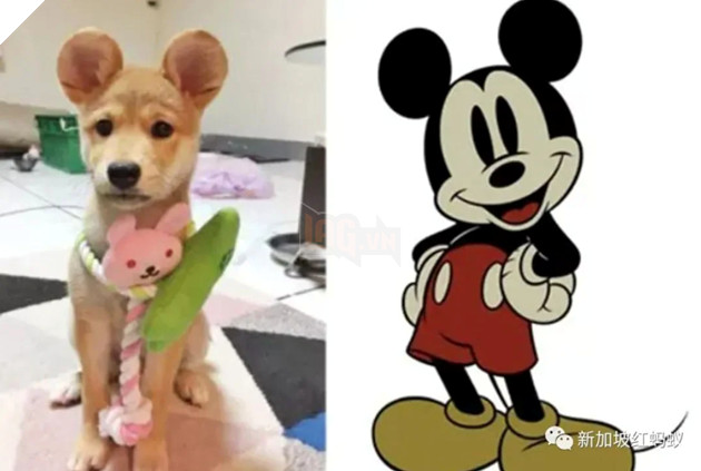 Trào lưu phẫu thuật tai Mickey cho chó mèo tại Trung Quốc gây tranh cãi