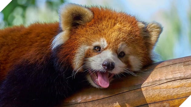 chính phủ đã yêu cầu ngừng ngay dịch vụ đánh thức du khách bằng gấu trúc đỏ