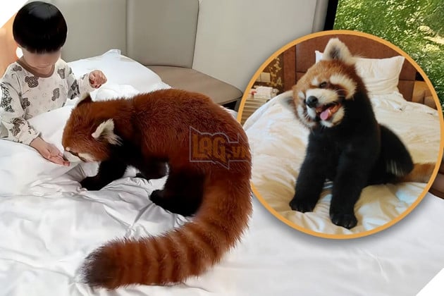 Một khách sạn dùng gấu trúc đỏ để đánh thức du khách nhằm thu hút thêm khách hàng