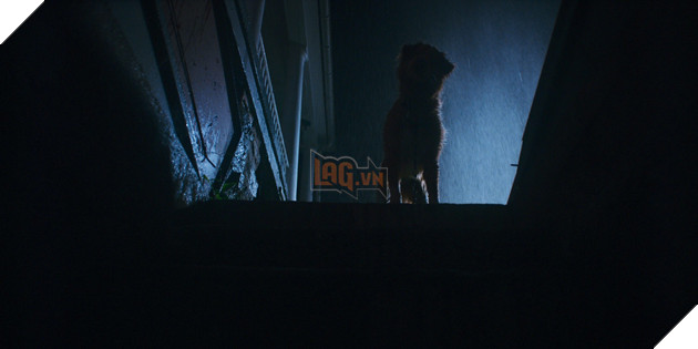 “Good Boy” Bộ phim kinh dị khiến khán giả rơi nước mắt vì… một chú chó 2