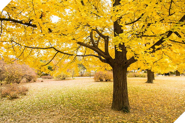 Ghost of Yotei: Ý Nghĩa Sâu Sắc Của Cây Bạch Quả Trong Game 2