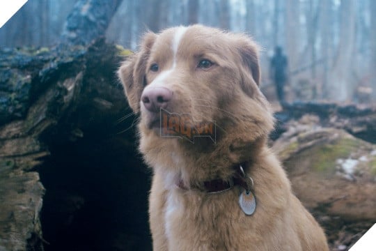 Hình ảnh về chú chó Indy trong phim Good Boy.