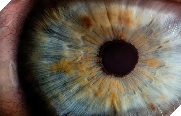 Màn hình giấy điện tử võng mạc siêu nét: Tương lai của thiết bị đeo thông minh?