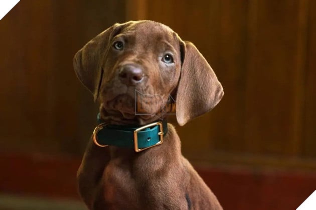 Hình ảnh đầu tiên về Scooby Doo trong phiên bản live-action.