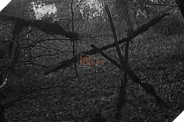 Hình ảnh về phim "The Blair Witch Project".