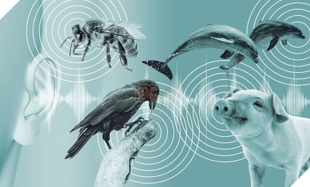 AI đang giải mã ngôn ngữ động vật, con người sẽ có thể nói chuyện với chúng? 2